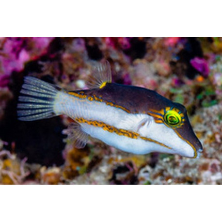 Canthigaster smithae Lmdlm