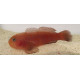 Gobiodon quinquestrigatus Lmdlm