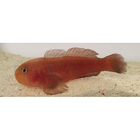 Gobiodon quinquestrigatus Lmdlm