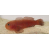 Gobiodon quinquestrigatus Lmdlm