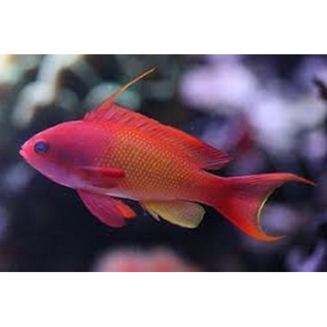 Pseudanthias squamipinnis Femelle Lmdlm