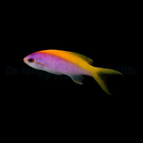Mirolabrichthys evansi Lmdlm