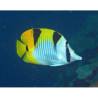 Chaetodon Auriga Lmdlm