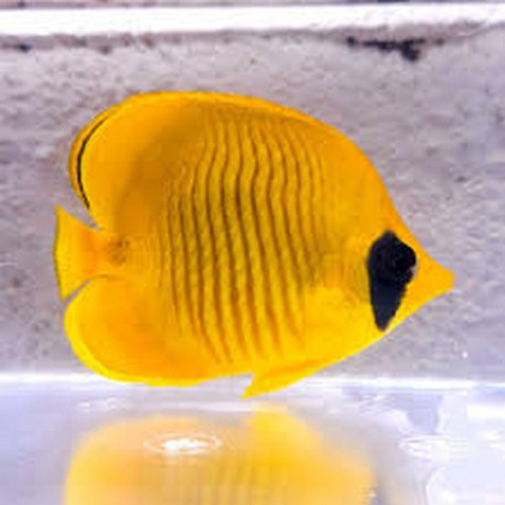 Chaetodon semilarvatus Lmdlm