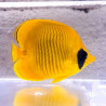 Chaetodon semilarvatus Lmdlm