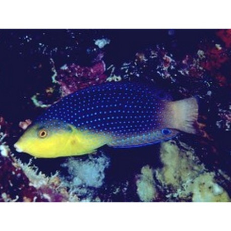 Anampses twistii Lmdlm