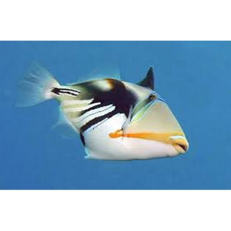 Rhinecanthus aculeatus Lmdlm