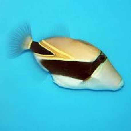 Rhinecanthus rectangulus Lmdlm