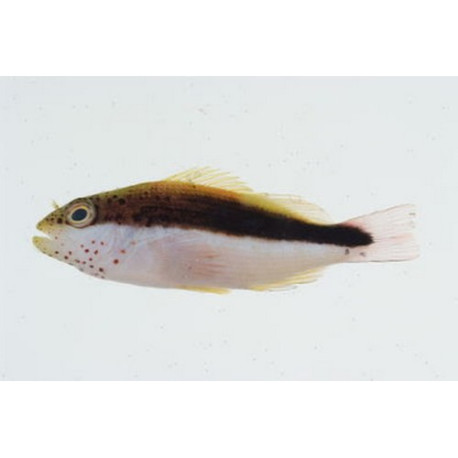 Paracirrhites forsteri Lmdlm