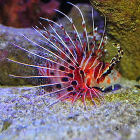 Spotfin lionfish Lmdlm