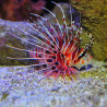 Spotfin lionfish Lmdlm
