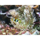 Macrodactylia Dorensis Lmdlm