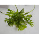 Caulerpa serrulata Lmdlm