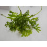 Caulerpa serrulata Lmdlm