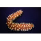 Holothuria Hilla Lmdlm