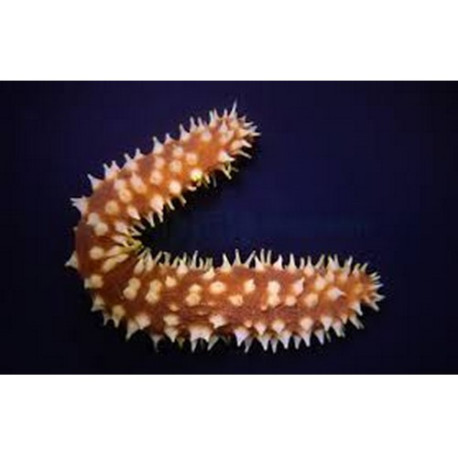 Holothuria Hilla Lmdlm