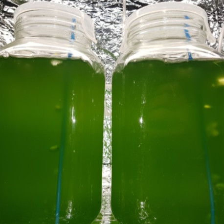 Phytoplancton Vivant 500 ml Lmdlm