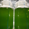Phytoplancton Vivant 500 ml Lmdlm