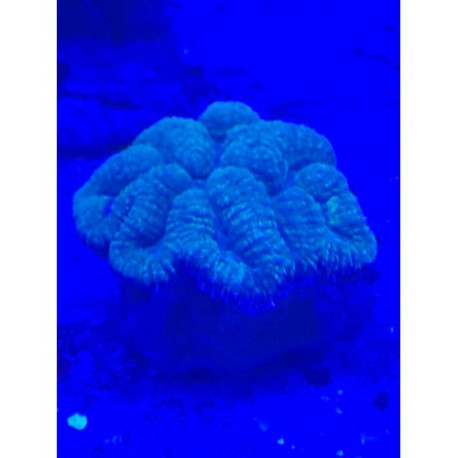 Symphyllia spp. Lmdlm