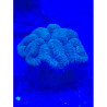 Symphyllia spp. Lmdlm