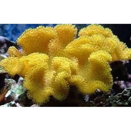 Sarcophyton Fidji jaune