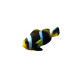 Amphiprion allardi LMDLM