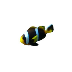 Amphiprion allardi LMDLM