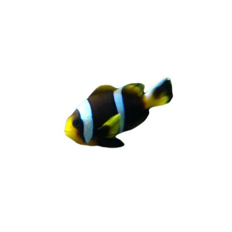 Amphiprion allardi LMDLM