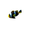 Amphiprion allardi LMDLM
