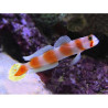Amblygibius Aurora Lmdlm