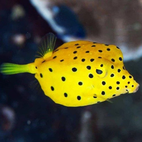 Ostracion Cubicus M (Poisson coffre) Lmdlm