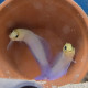 Opistognathus aurifrons Lmdlm