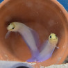 Opistognathus aurifrons Lmdlm