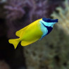 Synchiropus splendidus (Mandarin) Lmdlm