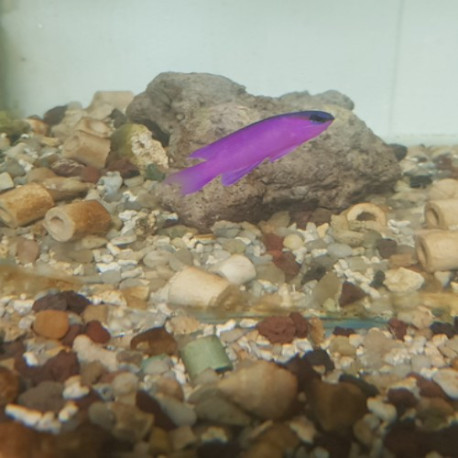 Synchiropus Picturatus (Mandarin bariolé) Lmdlm