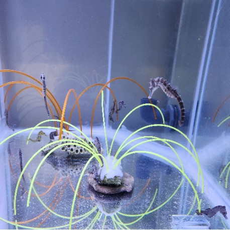 Lined seahorse Yellow (6-8cm) Lmdlm