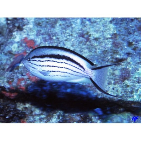 Genicanthus lamarck Lmldlm