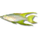 Iriatherina werneri Lmdlm