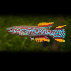 Aphyosemion gardneri Lmdlm