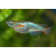 Oryzias / latipes Lmdlm