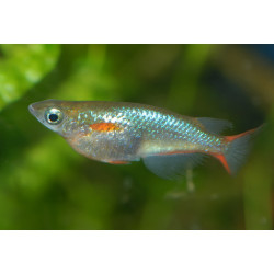 Oryzias / latipes Lmdlm