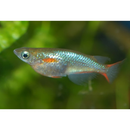 Oryzias / latipes Lmdlm