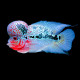 Flowerhorn Lmdlm