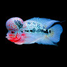 Flowerhorn Lmdlm