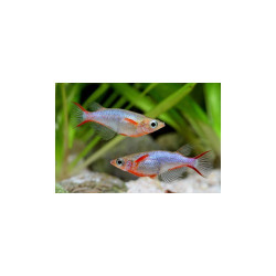 Oryzias / latipes Lmdlm