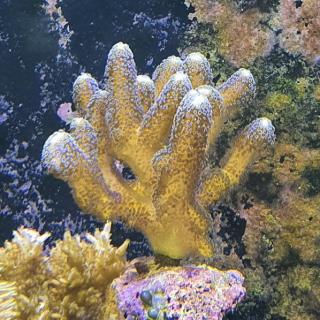 Stylophora pistillata (Pink) LMDLM