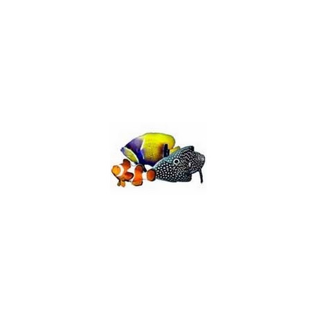 Arrivage Indonésie du 22 08 2020 - Le Monde De La Mer
