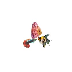 Arrivage Sri Lanka eau douce dispo le 13 06 21- Le Monde De La Mer Poissy