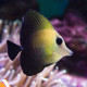 Zebrasoma scopa Lmdlm
