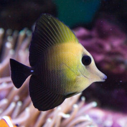 Zebrasoma scopa Lmdlm